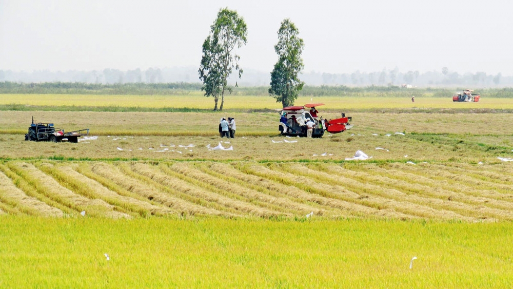 Giá lúa gạo hôm nay 30/9: Giá gạo tăng 100 đồng/kg