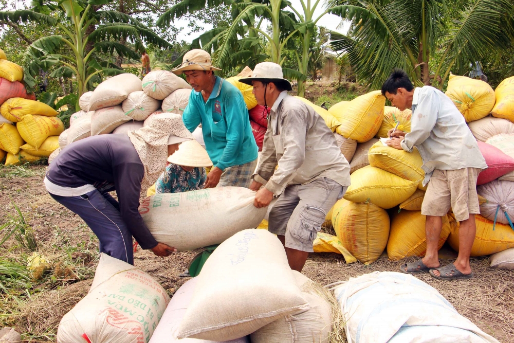 Giá lúa gạo hôm nay 21/4: Giá lúa tiếp đà tăng