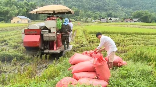 Giá lúa gạo hôm nay 4/2: Giá gạo nội địa tăng 150 đồng/kg