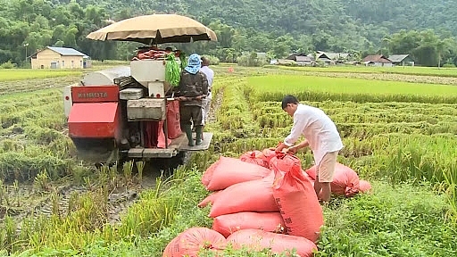 Giá lúa gạo hôm nay 7/5: Giá gạo tăng mạnh 200 đồng/kg