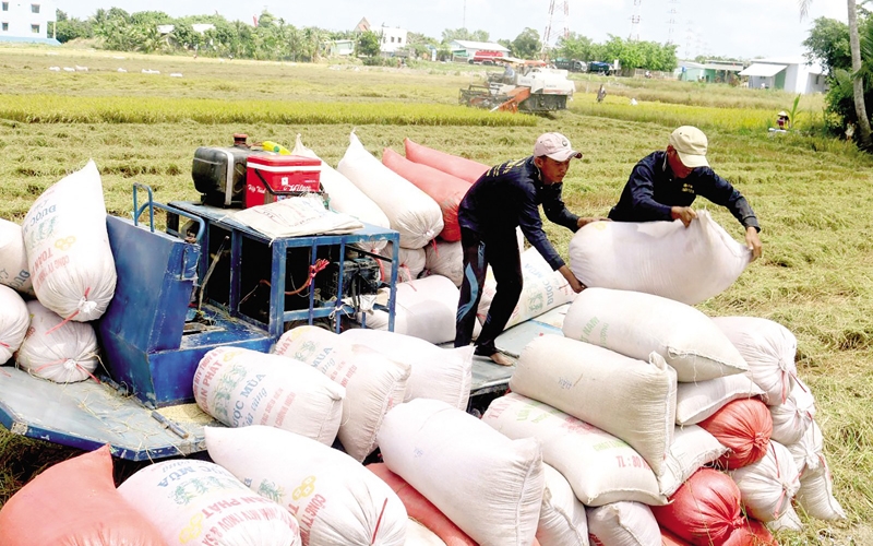 Giá lúa gạo hôm nay 28/7: Giá lúa nếp tăng 100 đồng/kg