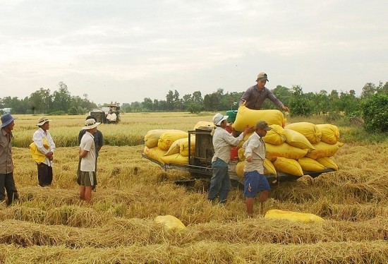 Giá lúa gạo hôm nay ngày 24/1: Thương lái ngưng mua, chờ giá giảm thêm