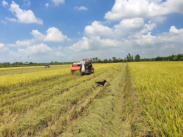 Giá lúa gạo hôm nay ngày 5/4: Giá gạo tăng 100 - 150 đồng/kg