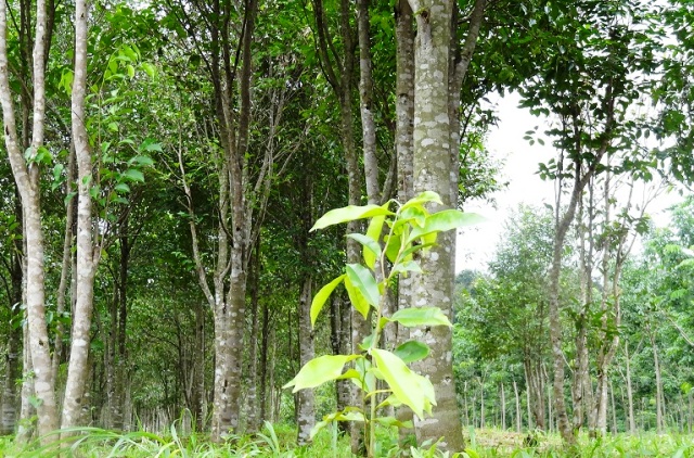 Thực thi pháp luật chống khai thác gỗ trái phép