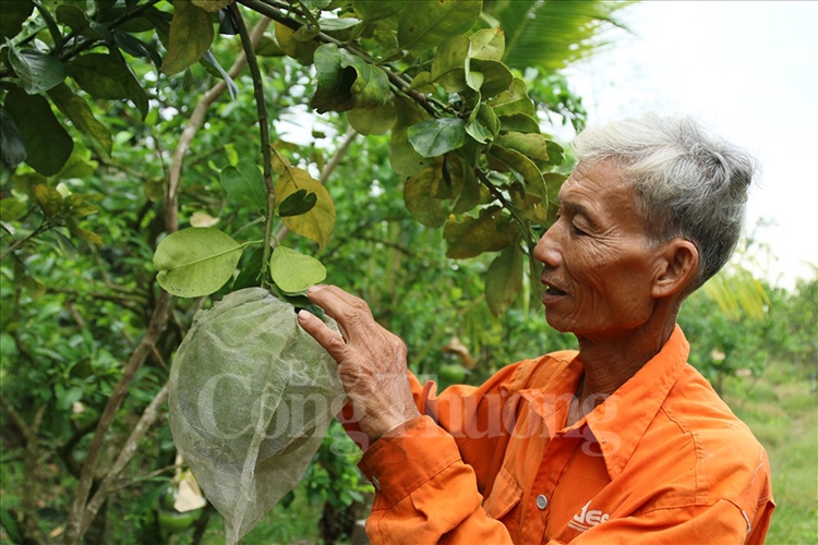 can canh dao tien ho lo tai loc tho hut khach dip tet