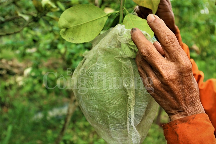 can canh dao tien ho lo tai loc tho hut khach dip tet