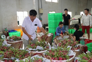 Tiêu thụ thanh long gặp khó, Long An và ngành Công Thương phối hợp tìm giải pháp tháo gỡ