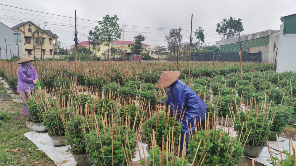 Làng hoa xứ Huế rộn ràng vào Xuân