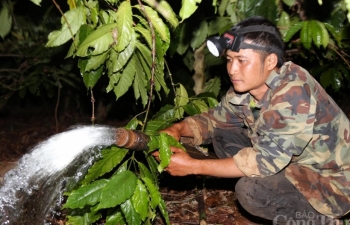 Hàng nghìn hecta hoa màu ở Tây Nguyên nguy cơ "chết khát"