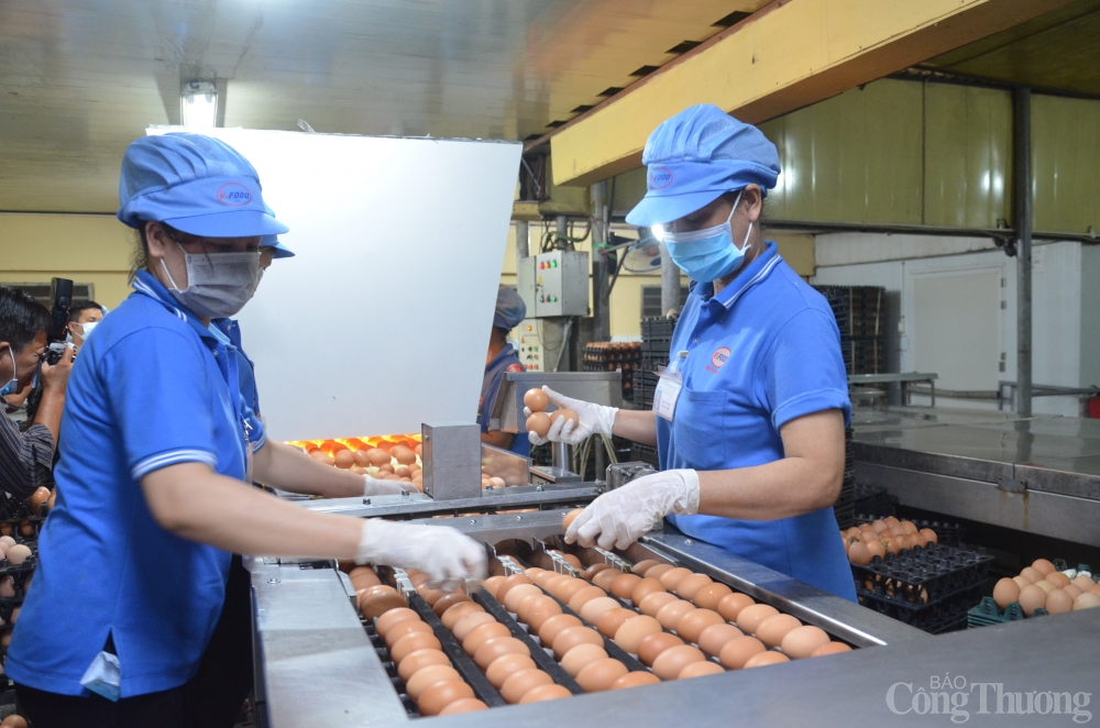 Người chăn nuôi gà điêu đứng vì giá liên tục giảm