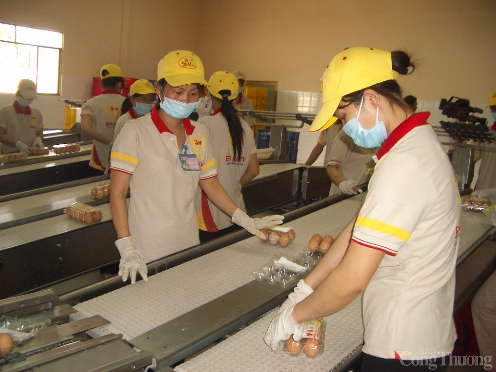 Người chăn nuôi gà điêu đứng vì giá liên tục giảm