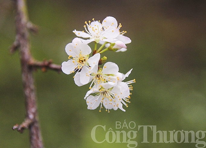 pu xai lai leng noi mua xuan den som