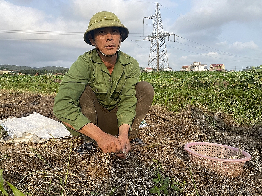 Nghệ An: Hành tăm rớt giá còn 13.000 đồng/kg vẫn ‘bí’ đầu ra