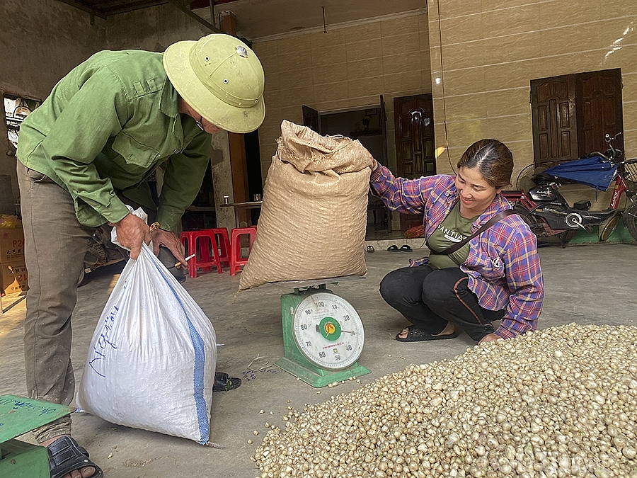 Nghệ An: Hành tăm rớt giá còn 13.000 đồng/kg vẫn ‘bí’ đầu ra