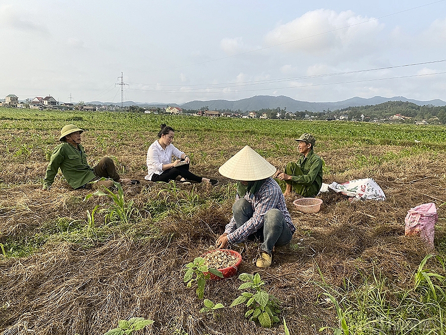 Nghệ An: Hành tăm rớt giá còn 13.000 đồng/kg vẫn ‘bí’ đầu ra