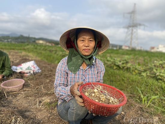 Nghệ An: Hành tăm rớt giá còn 13.000 đồng/kg vẫn ‘bí’ đầu ra