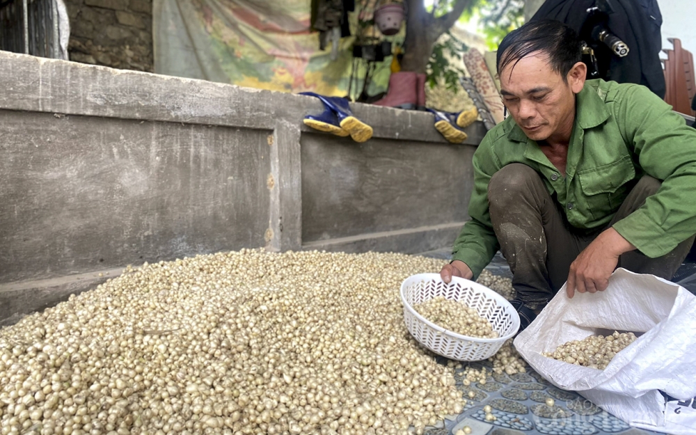 Giá hành tăm Nghệ An giảm mạnh, khó khăn đầu ra