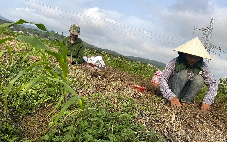 Nông dân Nghệ An ‘cay mắt’ vì hành rớt giá