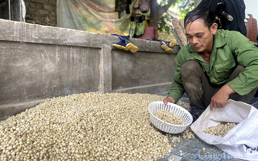 Nông dân Nghệ An ‘cay mắt’ vì hành rớt giá