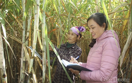 Nghệ An: Nhiều cách làm hay để hài hoà lợi ích giữa doanh nghiệp và người trồng mía