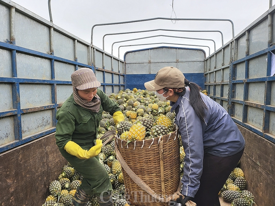 Nghệ An: ‘Dứa hàng hoa’ giảm giá một nửa, nông dân quay quắt tìm đầu ra