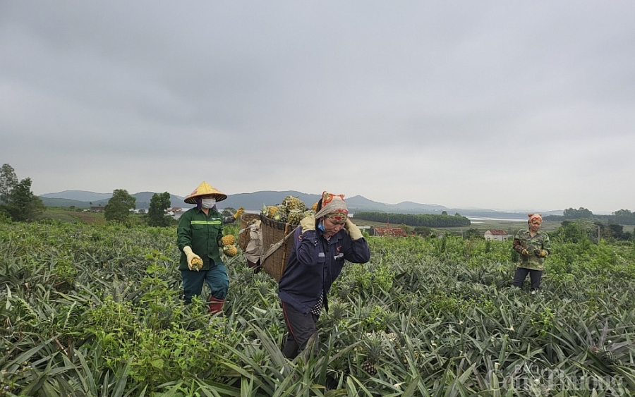 Nghệ An: ‘Dứa hàng hoa’ giảm giá một nửa, nông dân quay quắt tìm đầu ra