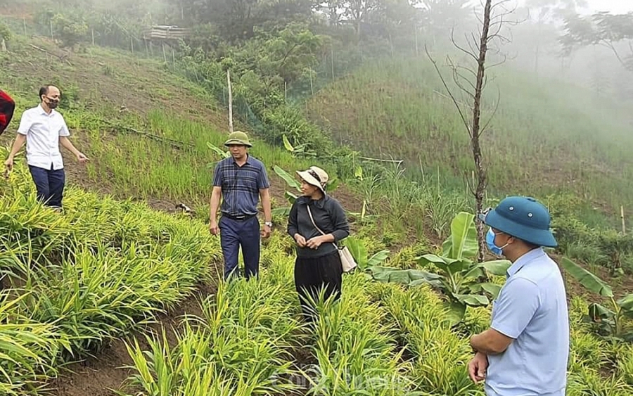 Sở Công Thương Nghệ An kêu gọi hỗ trợ tiêu thụ 5.000 tấn gừng