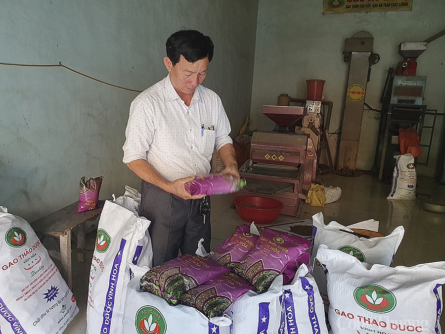 Người cựu binh và giống lúa thuần Việt