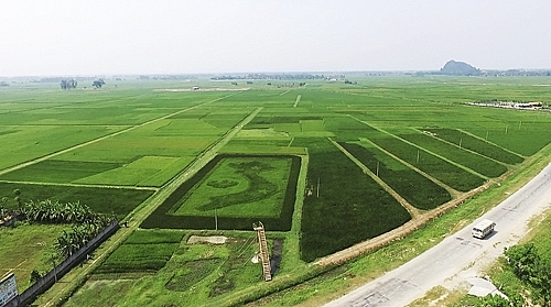 Người cựu binh và giống lúa thuần Việt