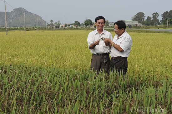 nguoi cuu binh va giong lua thuan viet