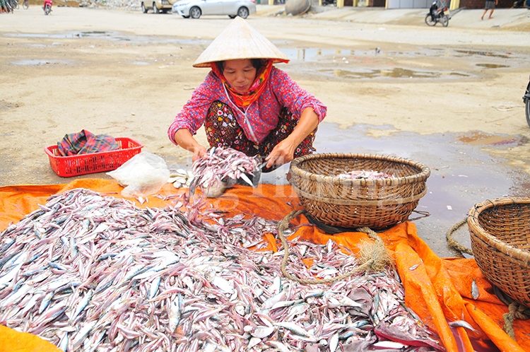 Hoạt động khai thác, xuất khẩu thủy hải sản Hà Tĩnh phục hồi sau hai năm sự cố môi trường biển