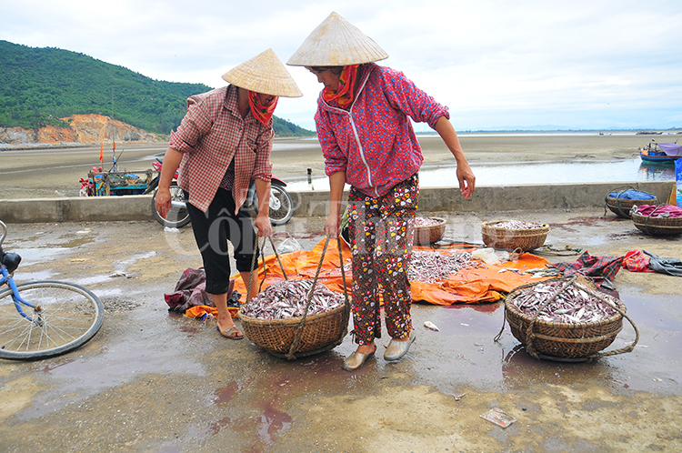 Hoạt động khai thác, xuất khẩu thủy hải sản Hà Tĩnh phục hồi sau hai năm sự cố môi trường biển