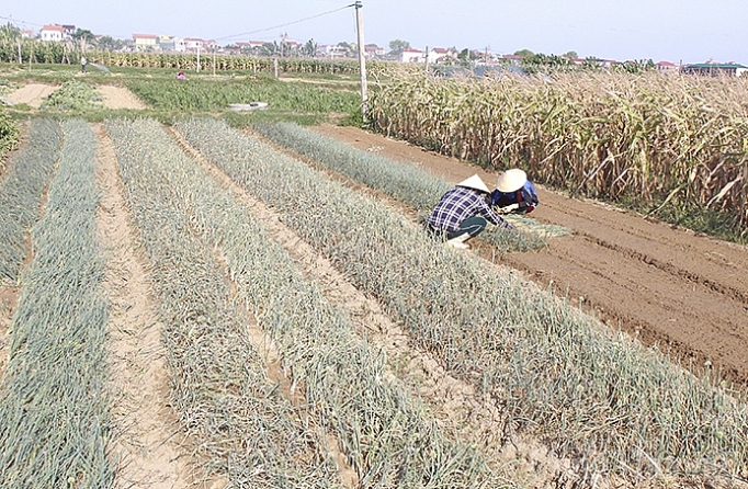 nghe an thoi tiet nang nong keo dai khien rau xanh tang gia manh