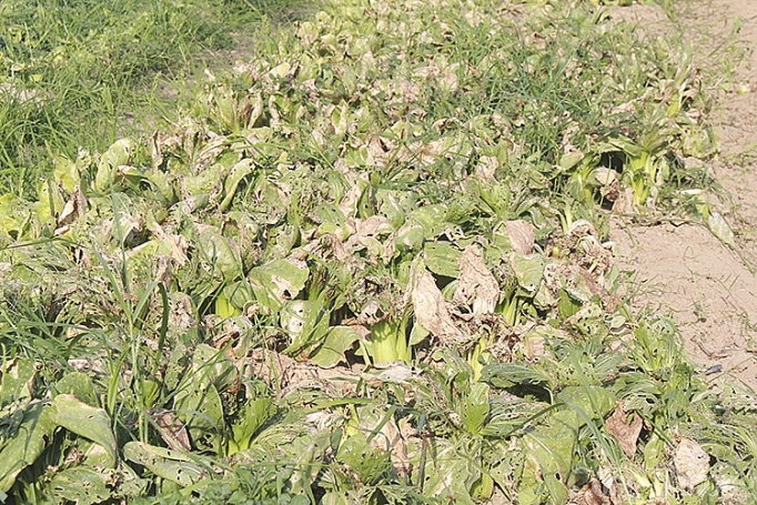 nghe an thoi tiet nang nong keo dai khien rau xanh tang gia manh