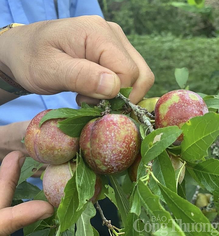 Hái mận đầu mùa nơi “cổng trời” Mường Lống