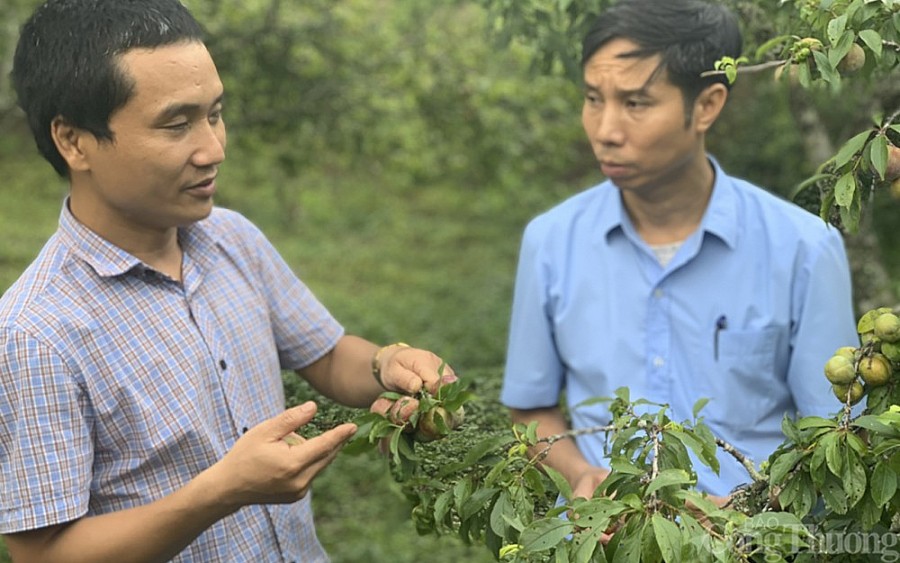 Hái mận đầu mùa nơi “cổng trời” Mường Lống