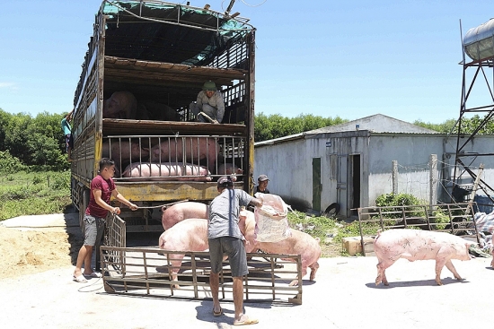 Cảnh báo dịch tả lợn châu Phi ở Nghệ An: Nguy cơ tái bùng phát diện rộng