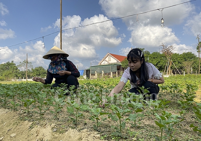 thi truong hoa cay canh phuc vu tet hut hang