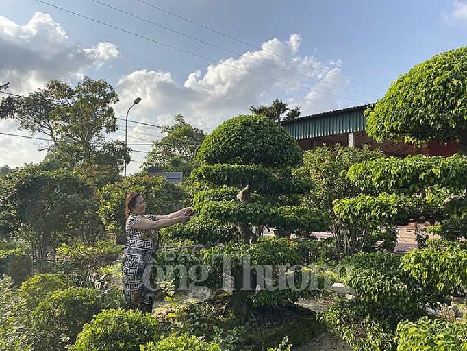 thi truong hoa cay canh phuc vu tet hut hang