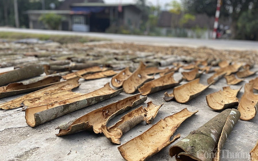 Nhức nhối nạn trộm cắp ở khu rừng quế Quỳ Nghệ An