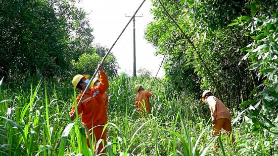 Công ty Điện lực Quảng Ngãi: Giữ an toàn hành lang lưới điện