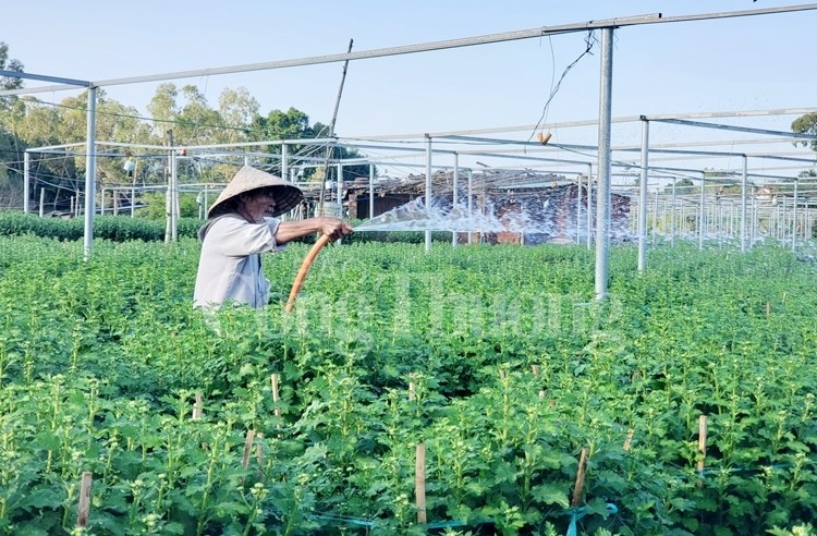 xuan den som tren lang hoa duong son da nang