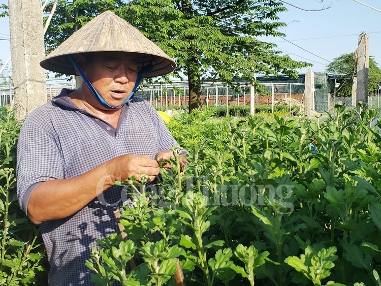 xuan den som tren lang hoa duong son da nang