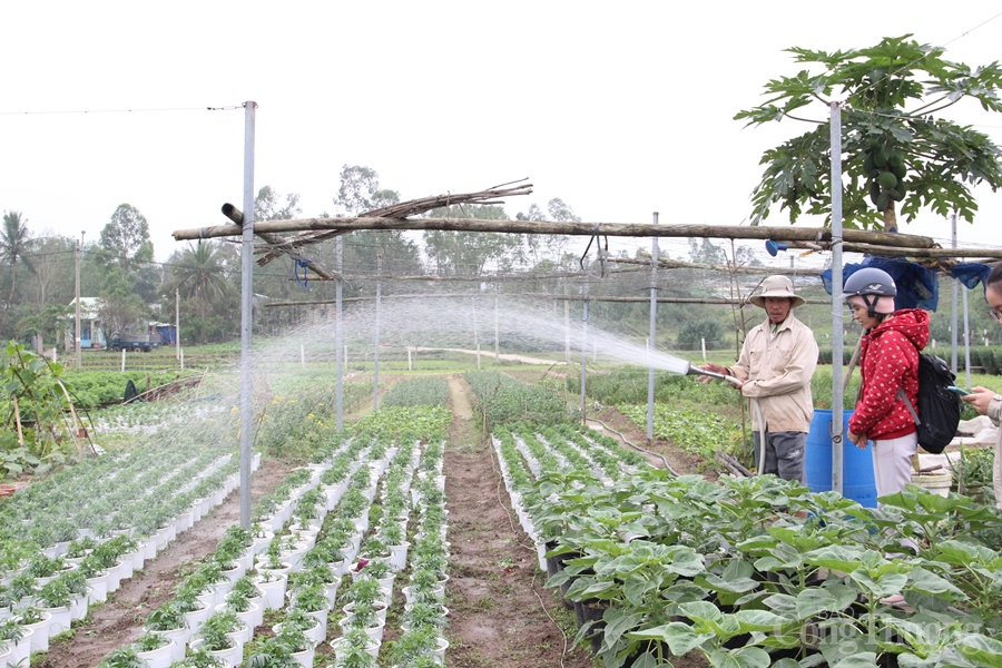 Người trồng hoa, cây cảnh “hồi hộp” chờ vụ Tết