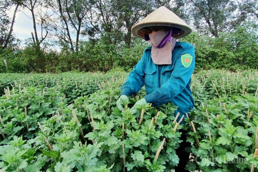 Gia Lai: Nhà vườn ngóng chờ vụ Tết