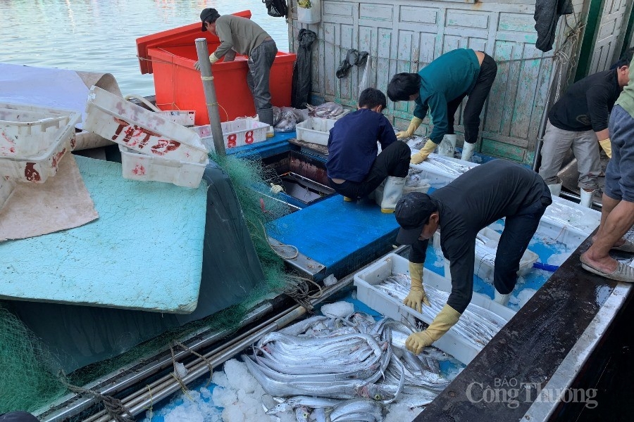 Cảng cá lớn nhất miền Trung nhộn nhịp cuối năm Cảng cá lớn nhất miền Trung nhộn nhịp cuối năm