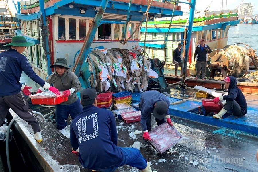 Cảng cá lớn nhất miền Trung nhộn nhịp cuối năm Cảng cá lớn nhất miền Trung nhộn nhịp cuối năm