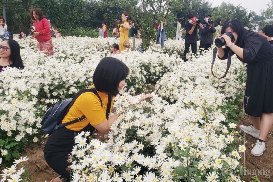 Người dân hào hứng với vườn cúc họa mi trái mùa tại Đà Nẵng