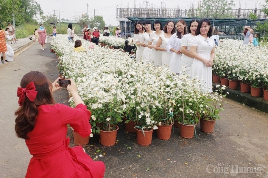 Người dân hào hứng với vườn cúc họa mi trái mùa tại Đà Nẵng