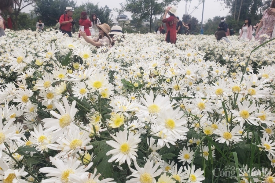 Người dân hào hứng với vườn cúc họa mi trái mùa tại Đà Nẵng